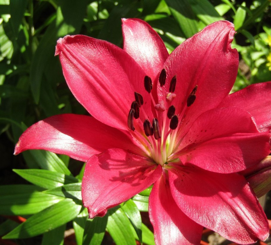 Лилия la -гибрид 'Fangio'