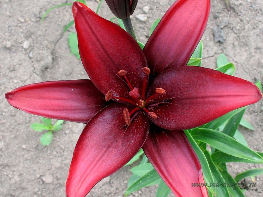 Лилия ла гибрид Фанжио