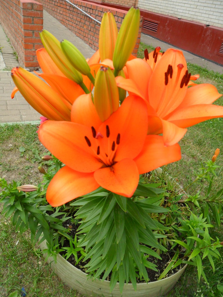 Лилия ла-гибрид армандейл