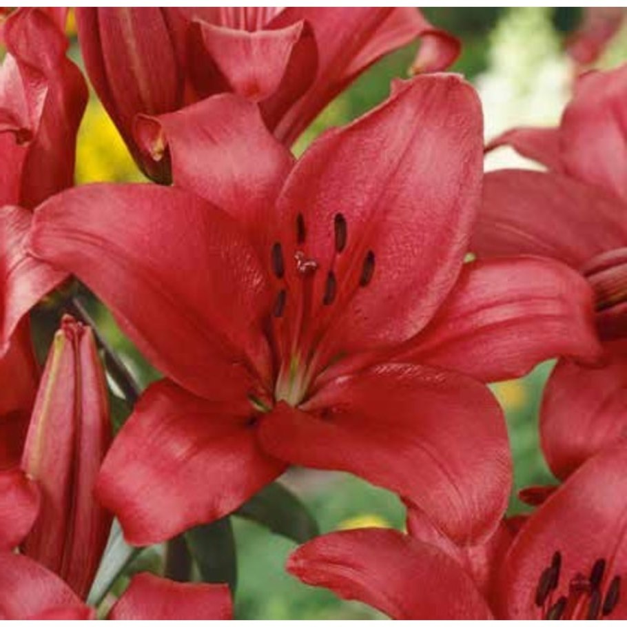 Лилия ночка