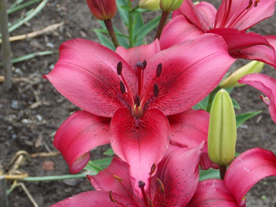 Лилия азиатская махровая Элоди