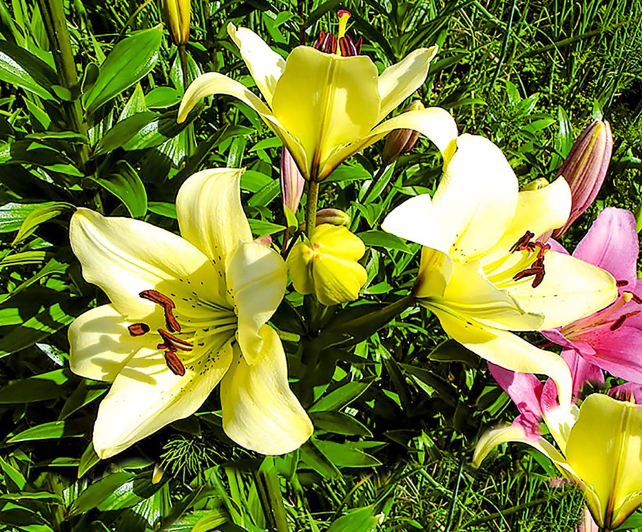 Лилия Марлен азиатский гибрид