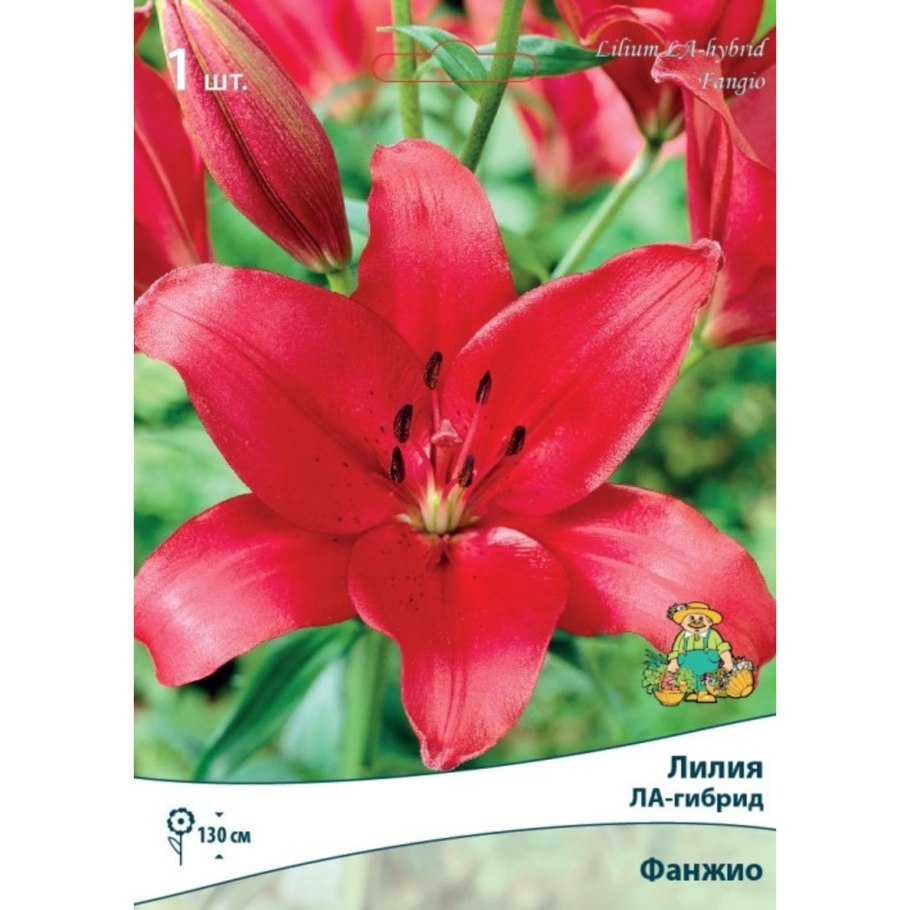 Лилия Эрколано (ла-гибриды)