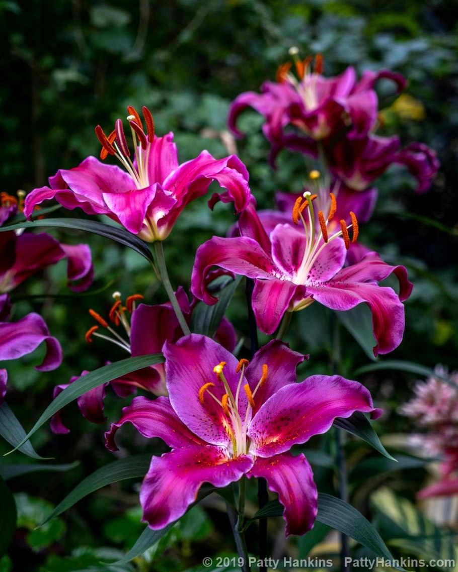 Лилия цветок