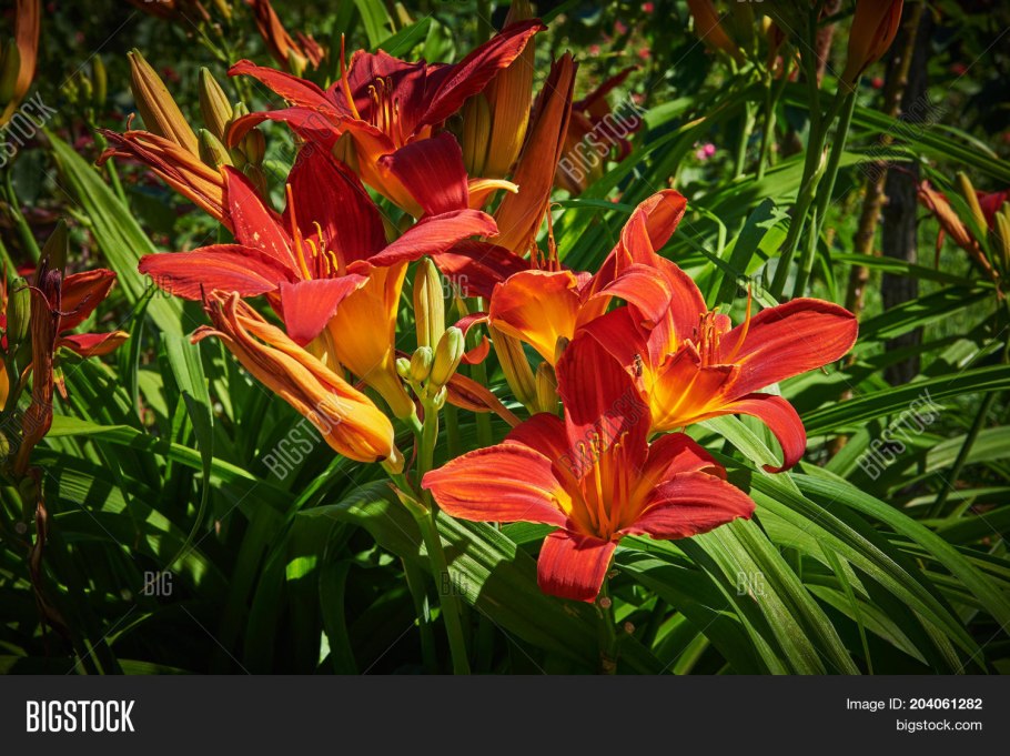 Лилия ла гибрид Глоуб