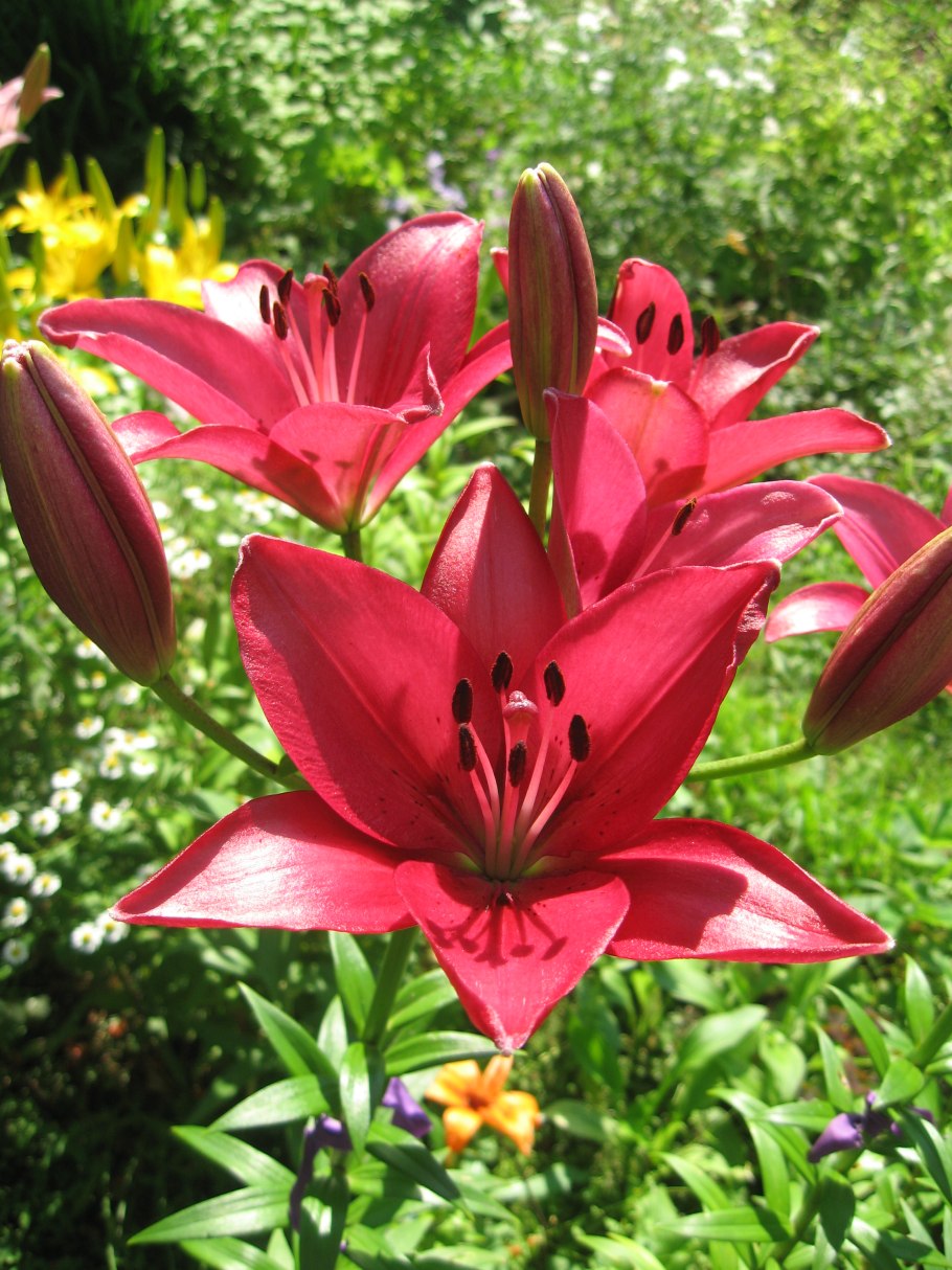 Лилия Fangio (Фанджио)