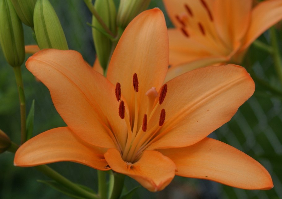 Красно- желтые лилии бутон