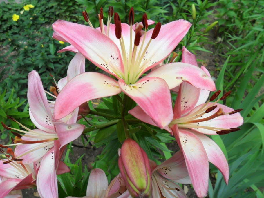 Лилия Коларес (ла-гибрид)