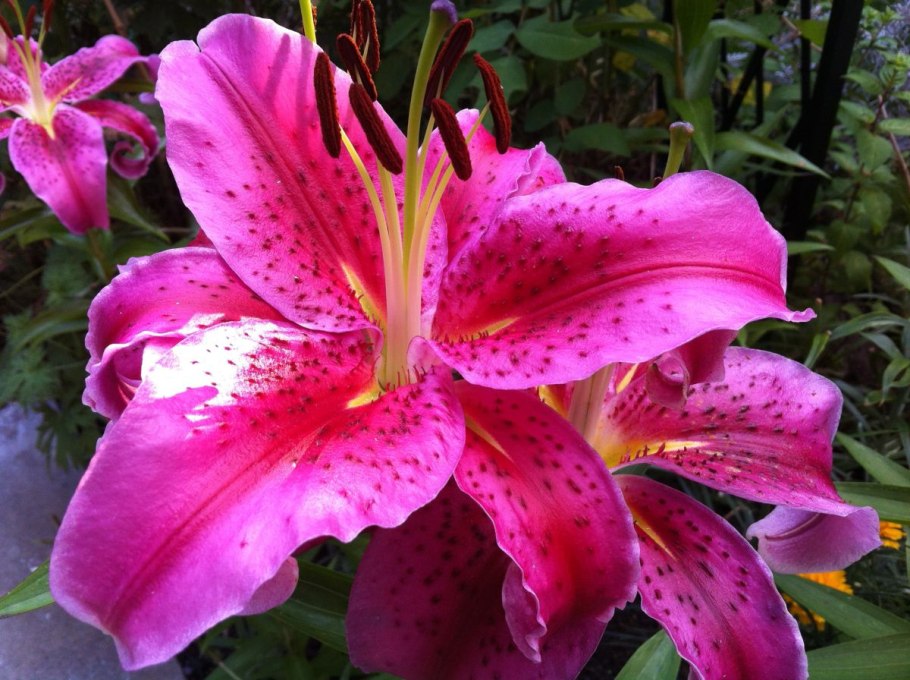 Лилия Канберра