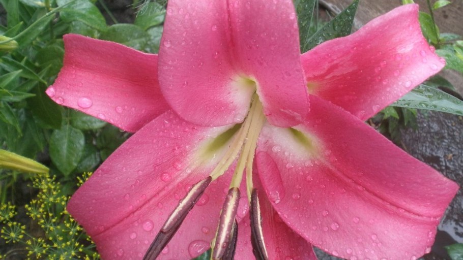 Лилия ла гибрид Фанжио