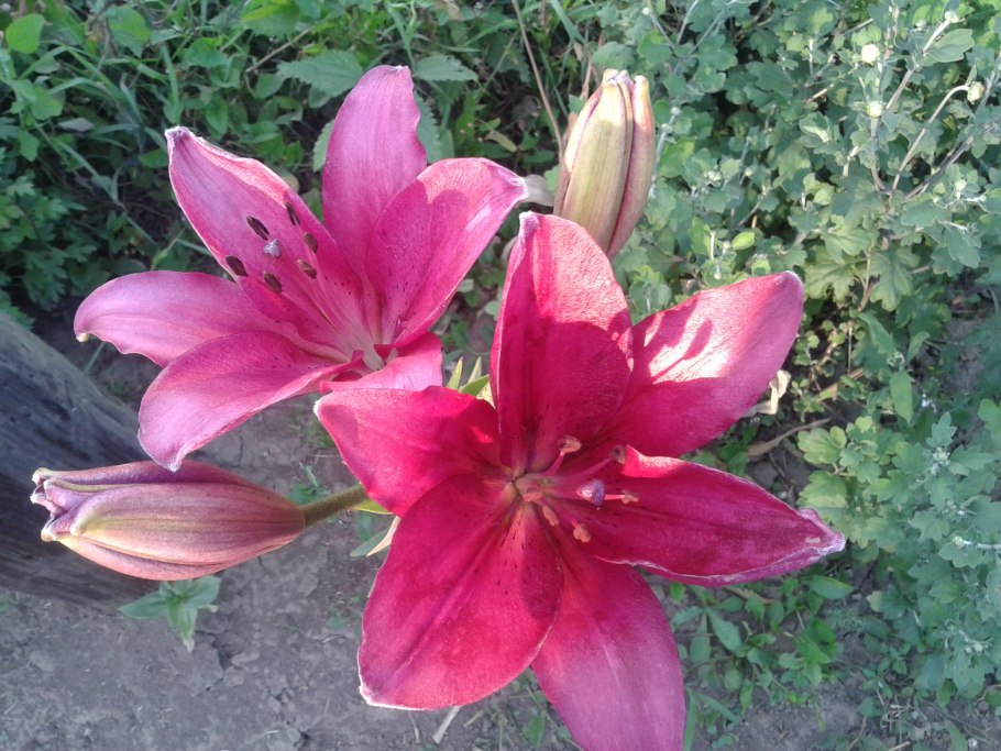 Лилия Королевская красная