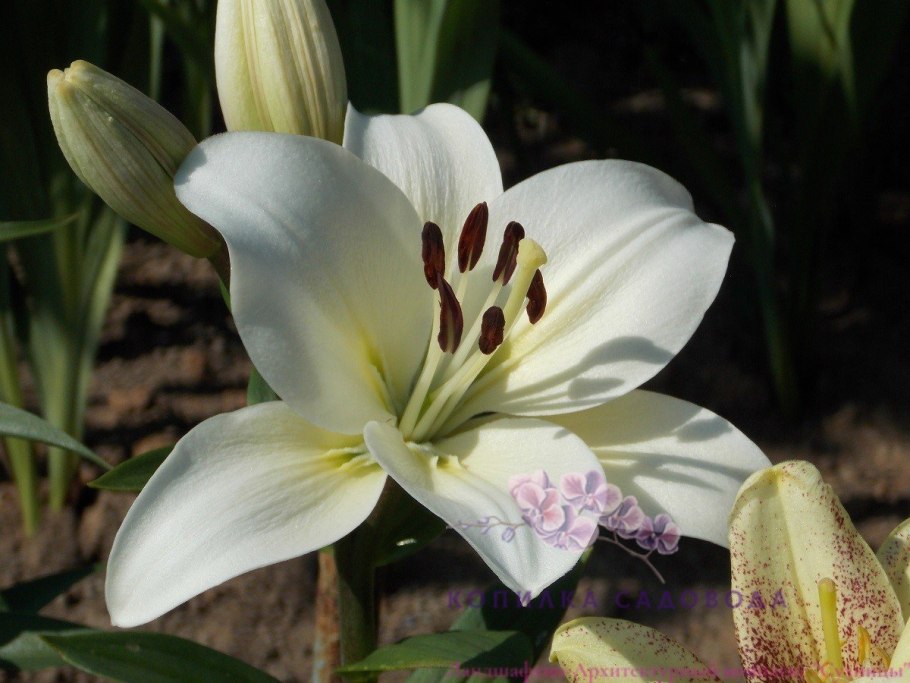 Лилия Новембер Рейн