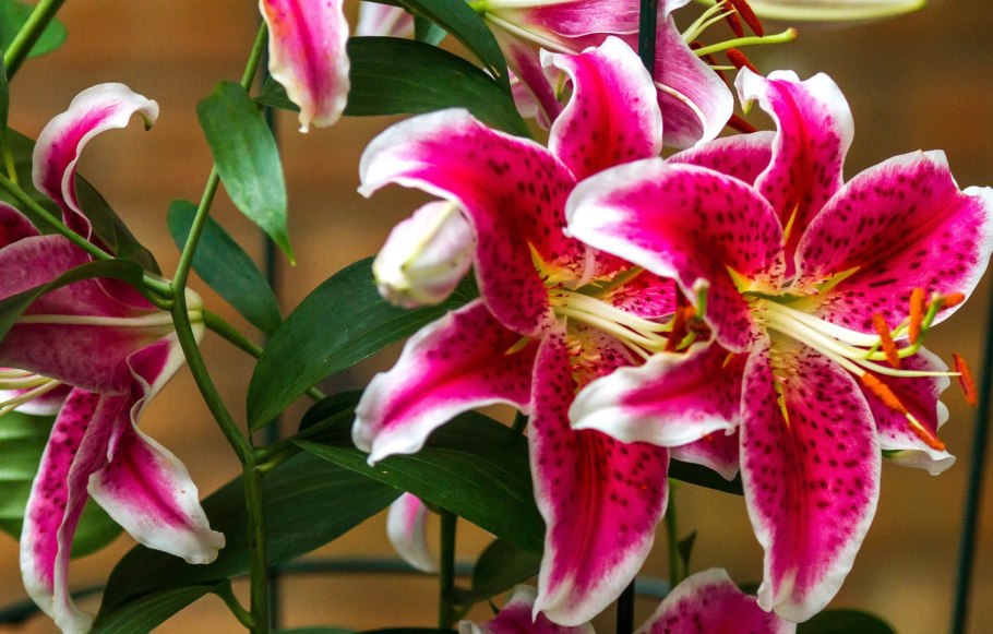 Лилия ла-гибрид Ercolano