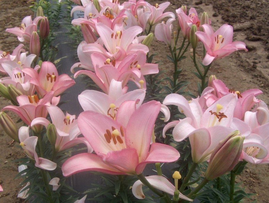 Лилия Наварин (ла-гибрид)