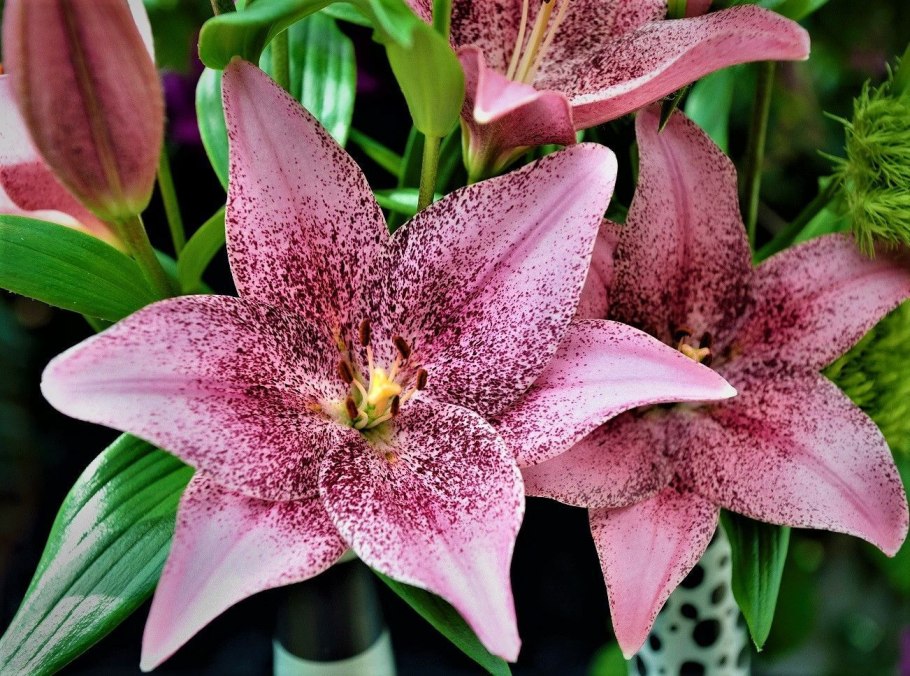 Лилия Кент ла гибрид