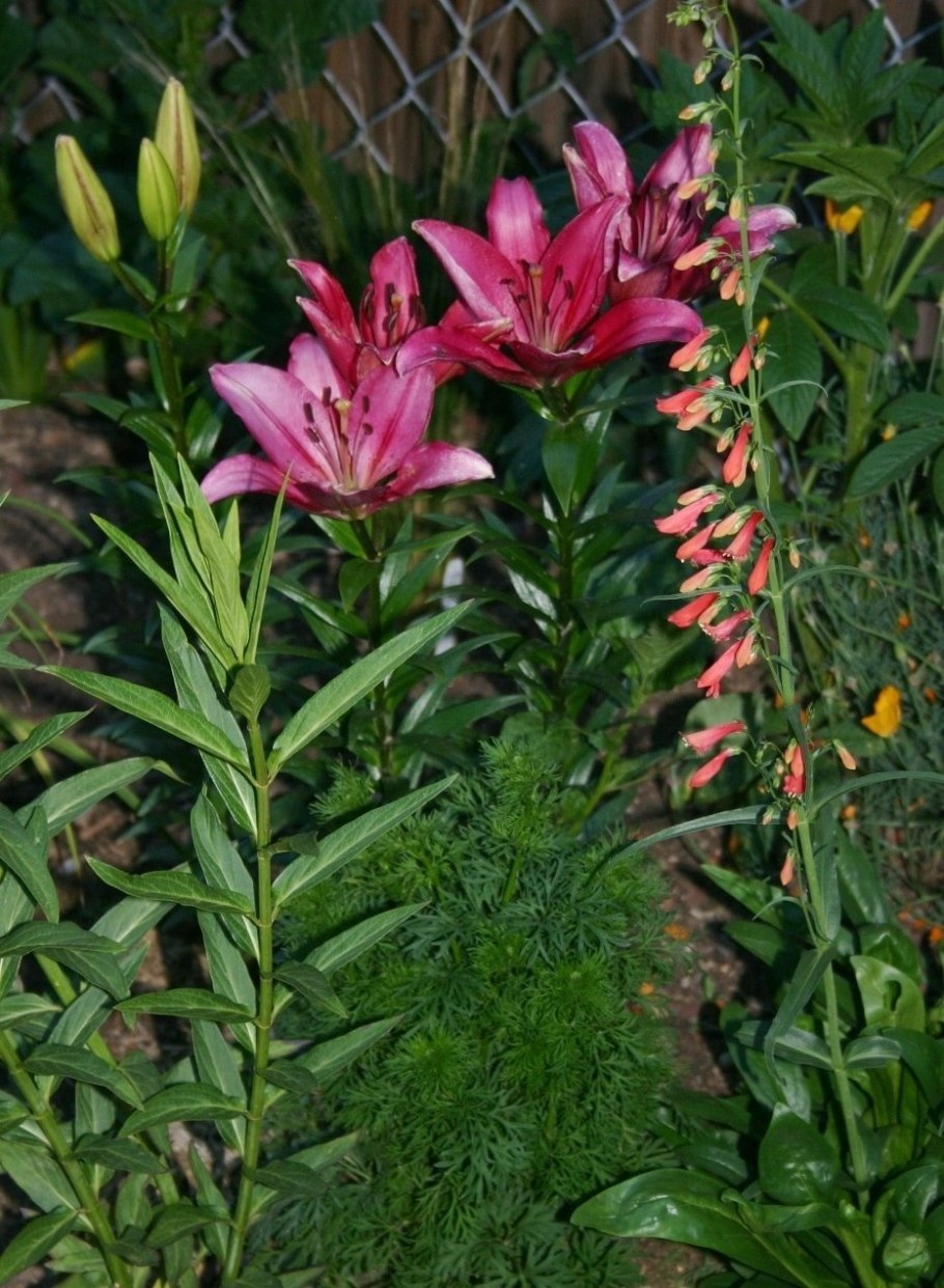 Лилия ла гибрид Фанжио