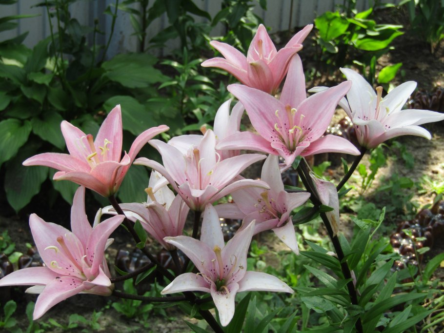 Лилия Матрикс азиатская