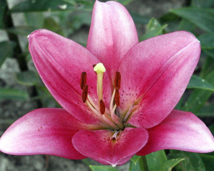 Лилия Fangio (Фанджио)