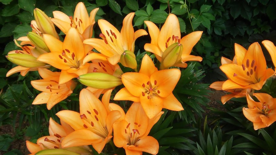 Лилия малиновая