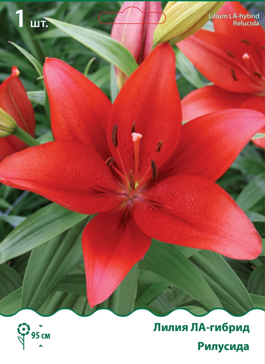 Лилия Мозелле (ла-гибрид)