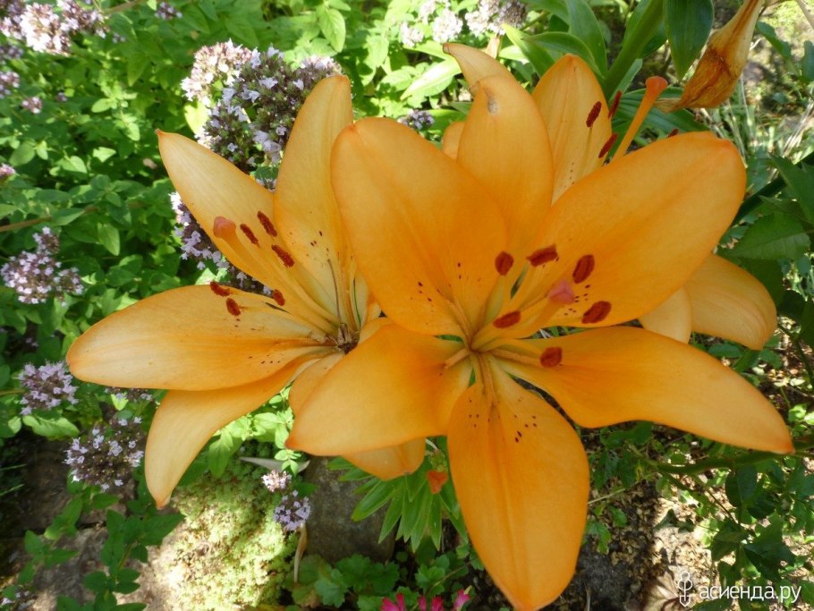 Лилия Фанджио