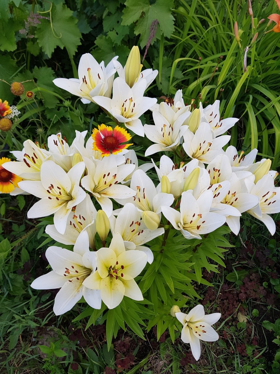 Лилия Лайон Харт