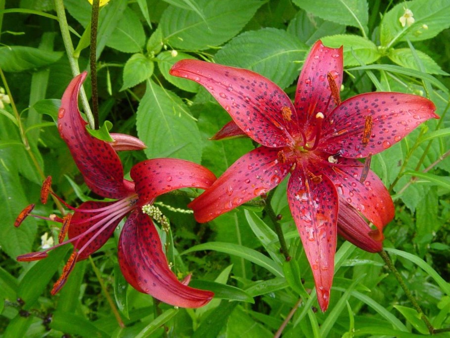 Лилия азиатская Фанжио