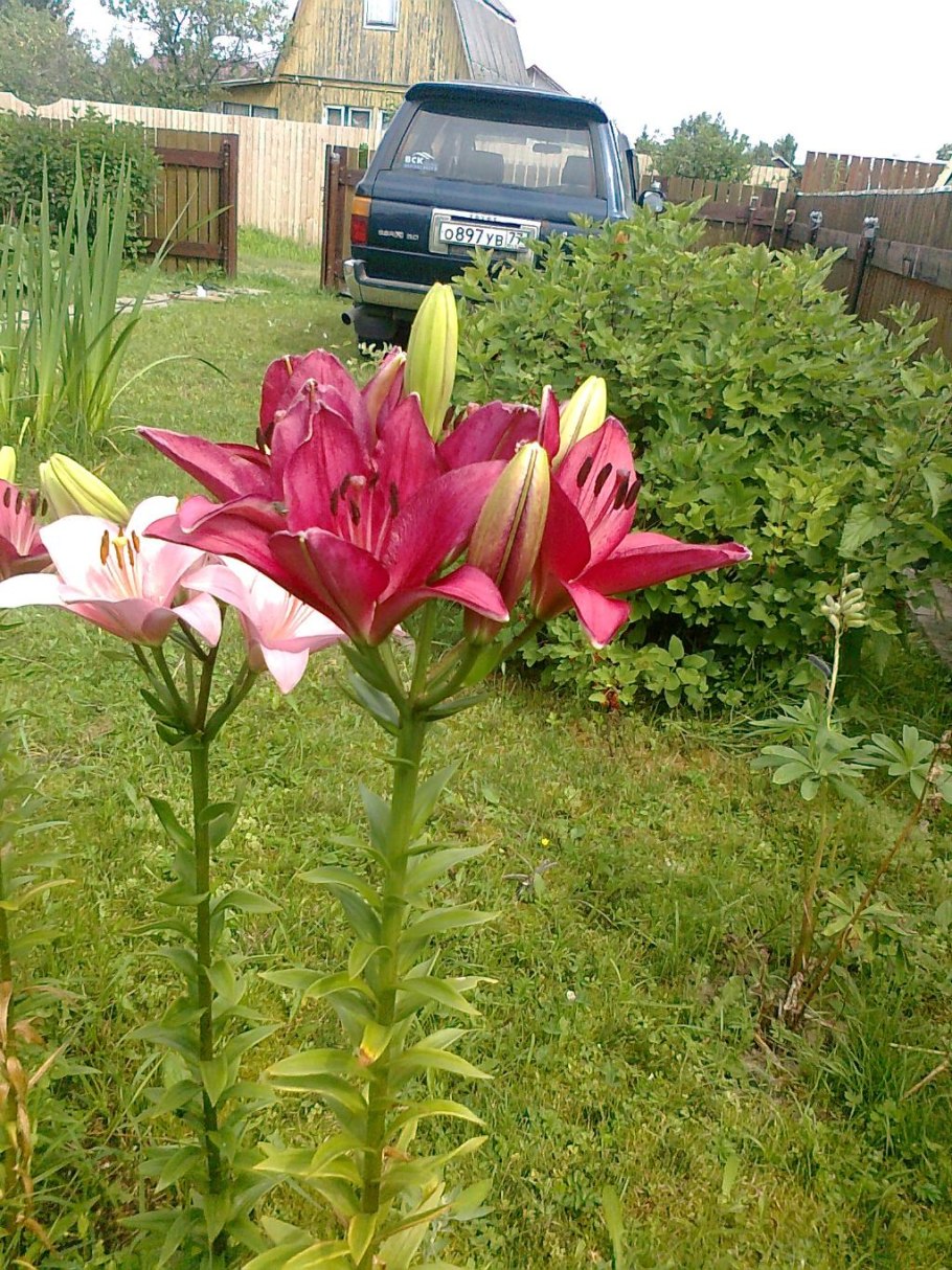 Лилия Barracuda