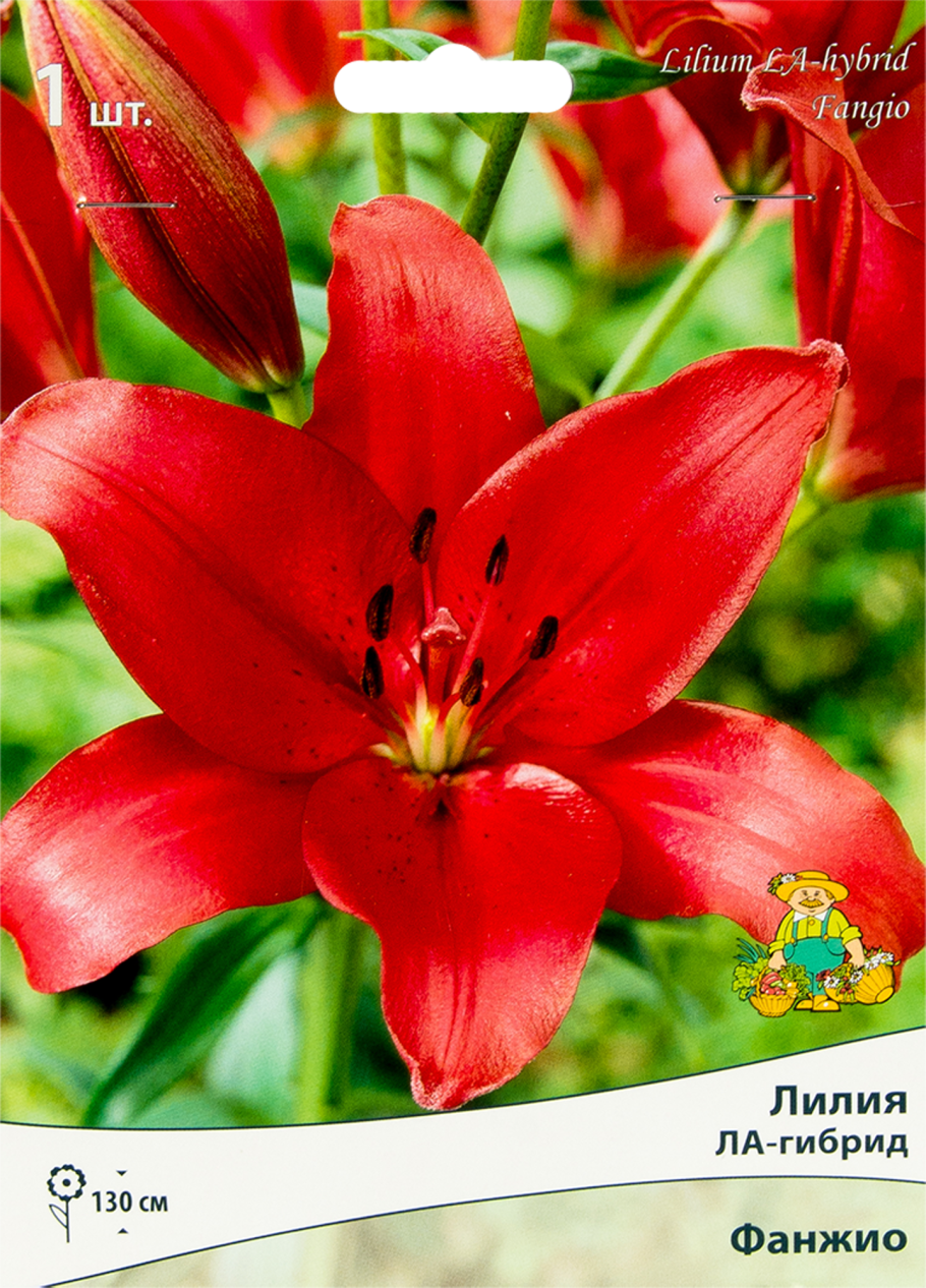 Лилия Арриба