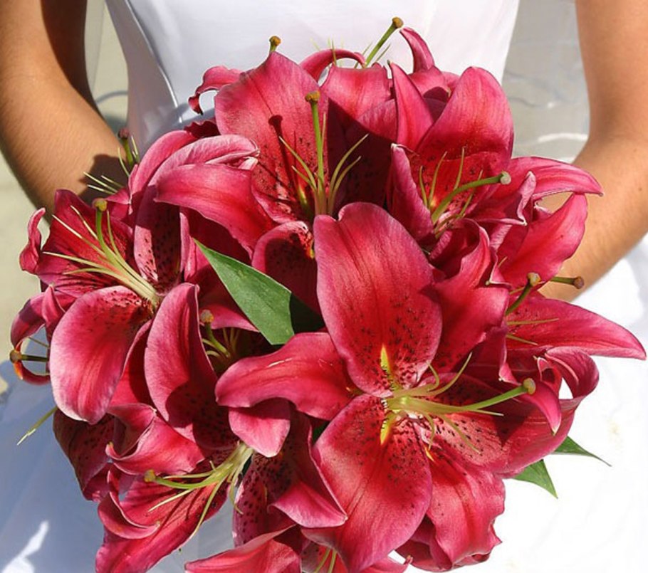 Лилия азиатик гибрид Лоллипоп