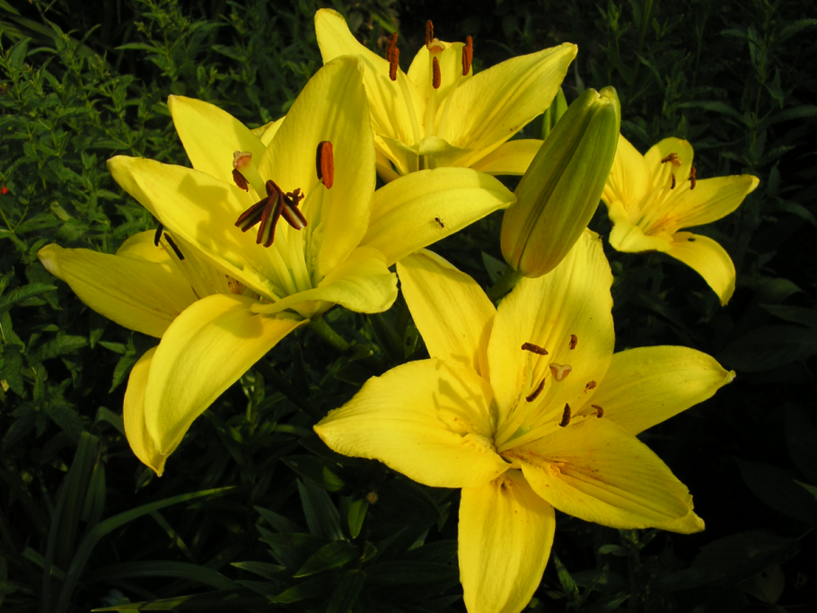 Лилия Альбаретто