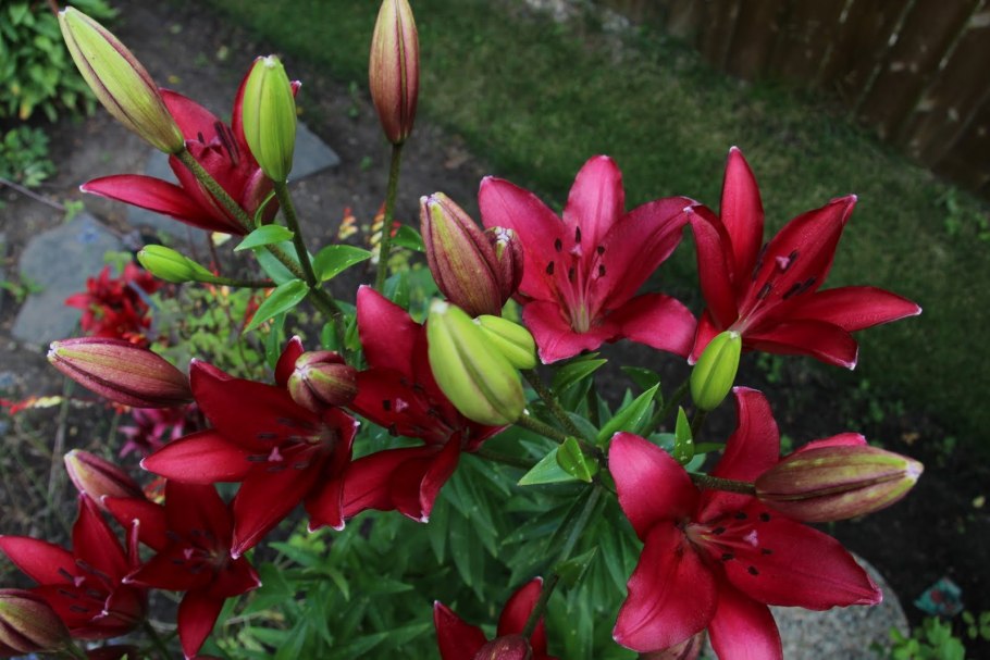 Лилия Коголето ла-гибрид