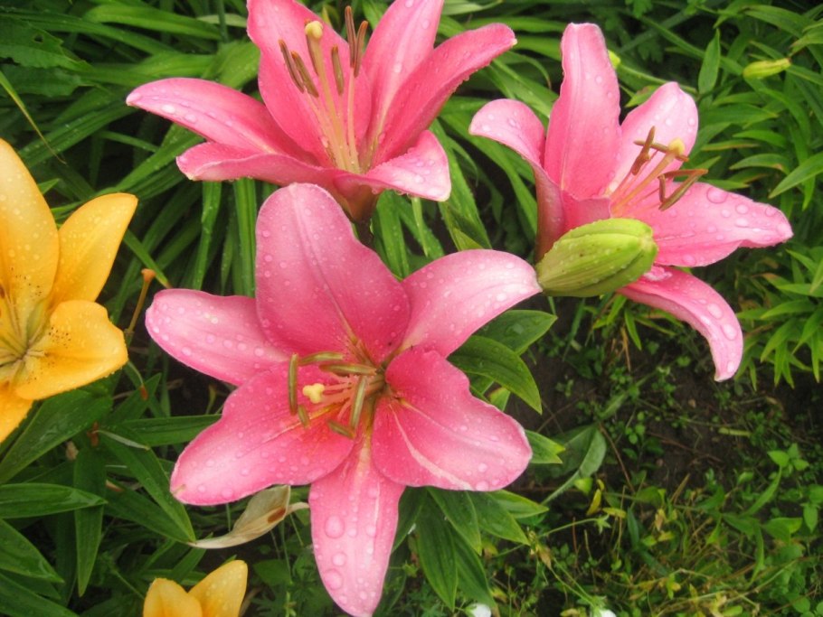 Lilium Barbados