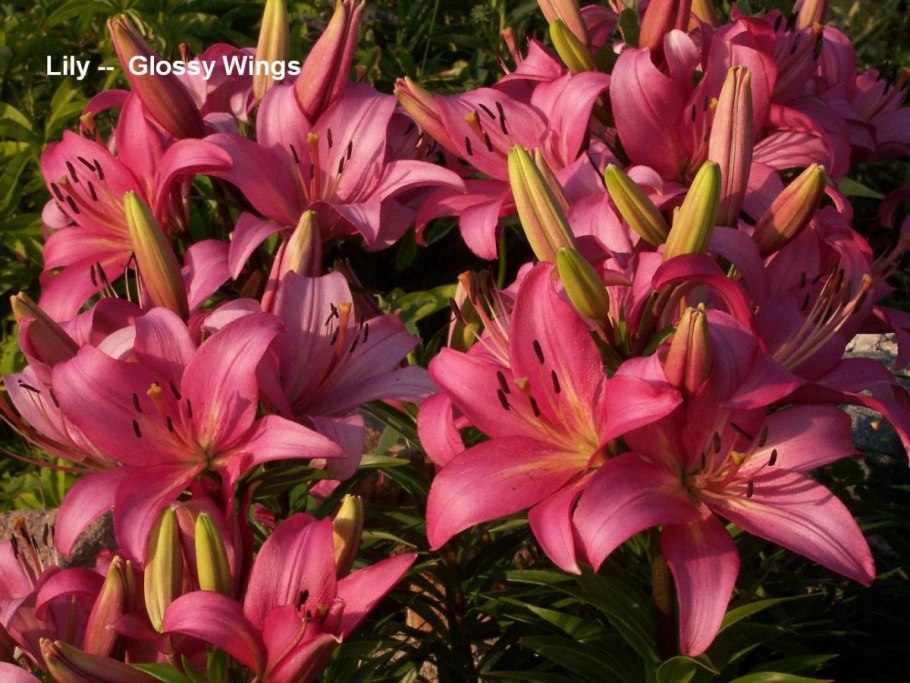 Лилия Барута