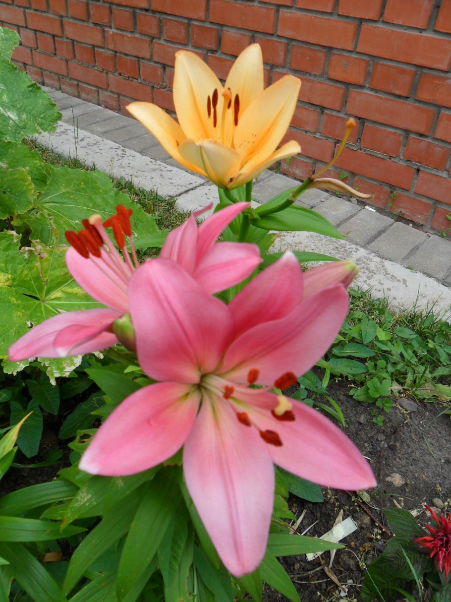 Лилия ла гибрид «Роял респект»