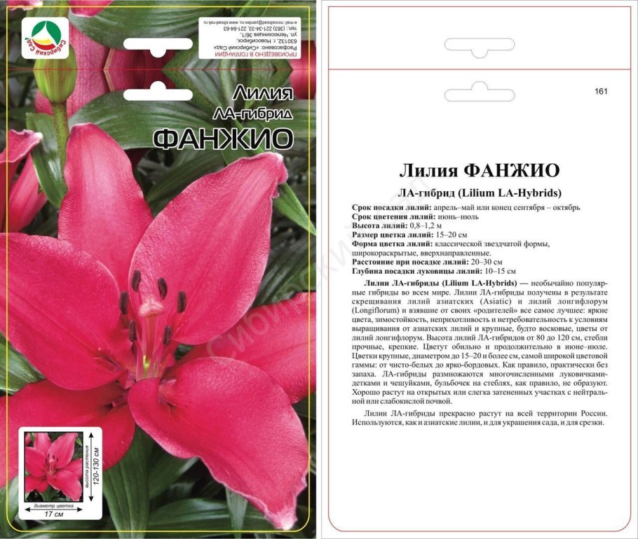 Лилия ла гибрид Фанжио