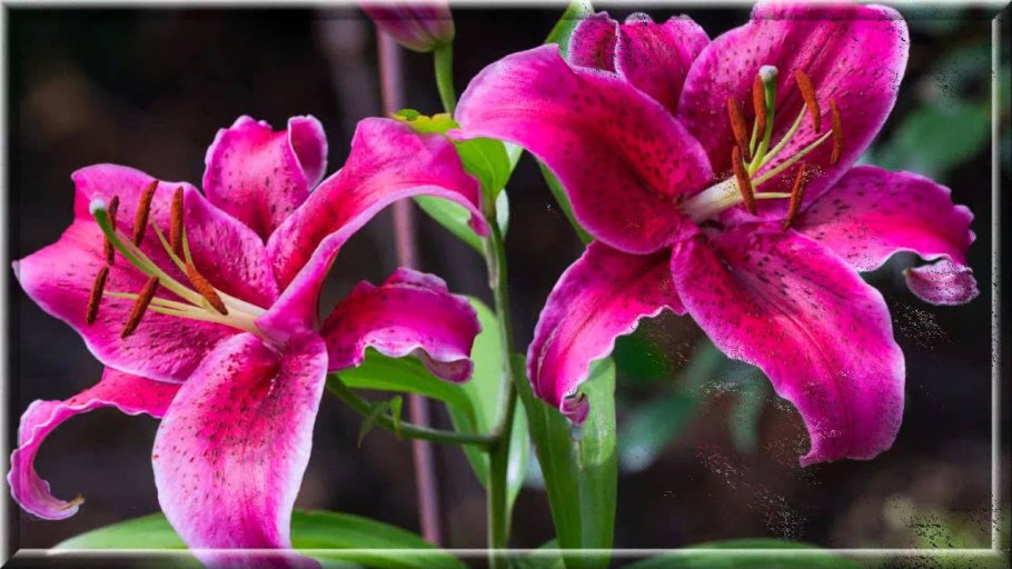 Лилия Фредо