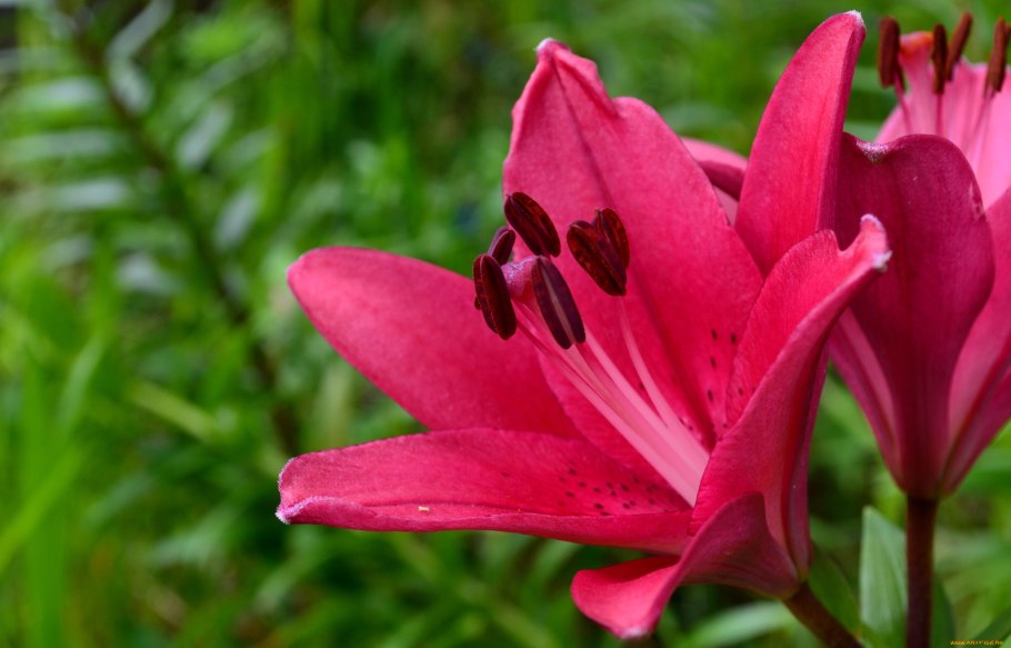 Лилия Эль диво ла-гибрид