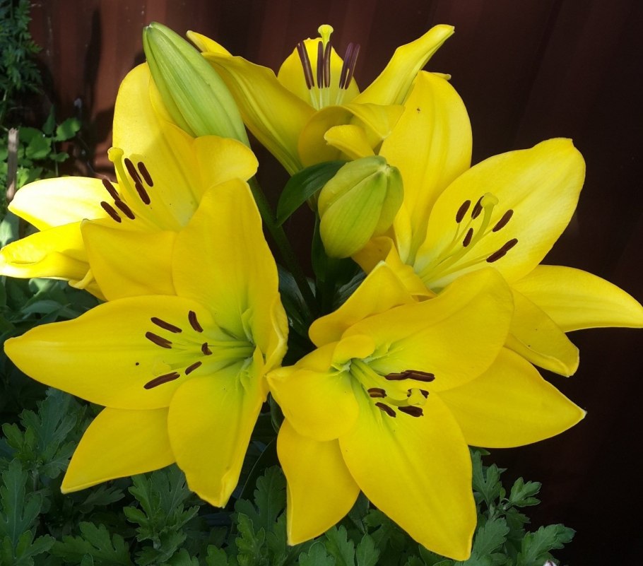 Лилия ла-гибрид Бриндизи