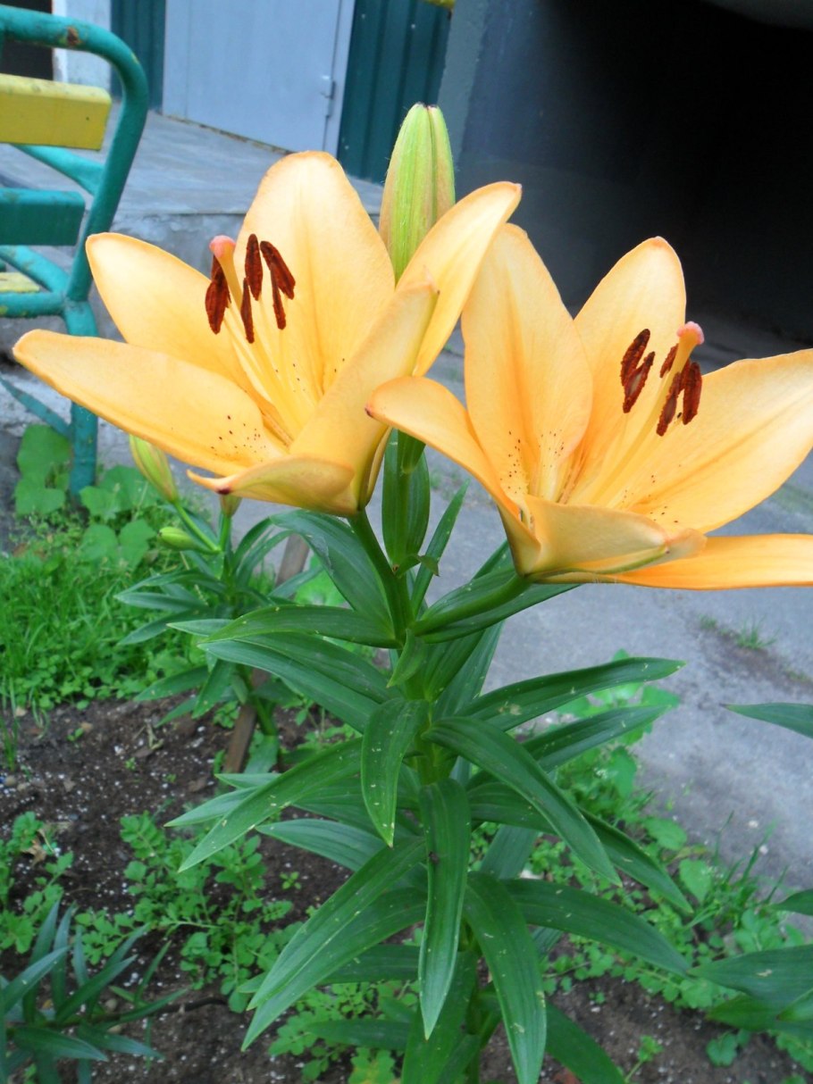 Лилия ла-гибрид Бриндизи