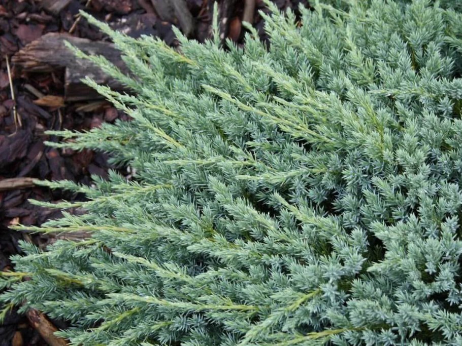 Можжевельник Скуамата Блю карпет