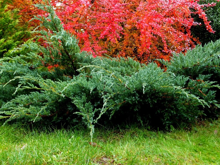 Можжевельник казацкий Блю карпет