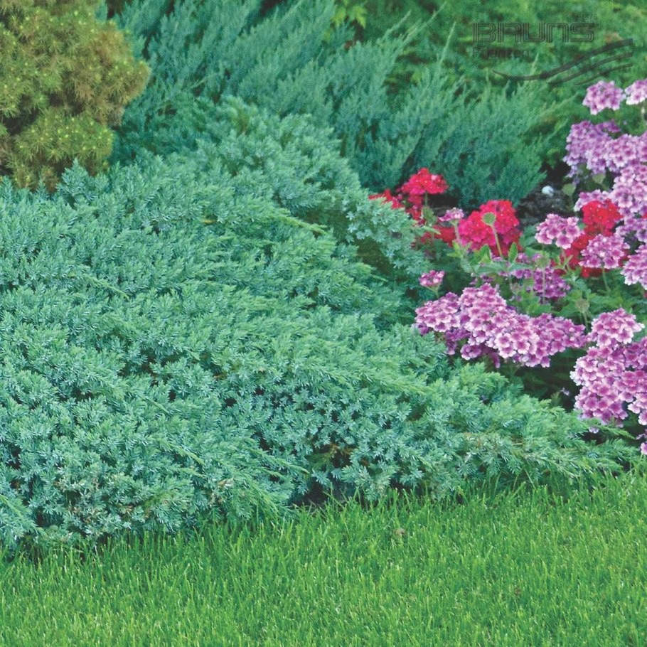 Можжевельник «карпет» Блу