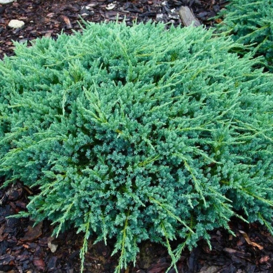 Можжевельник чешуйчатый Блю свид