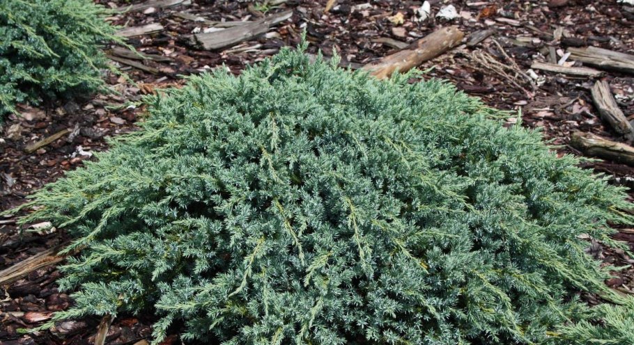 Можжевельник стелющийся блю карпет