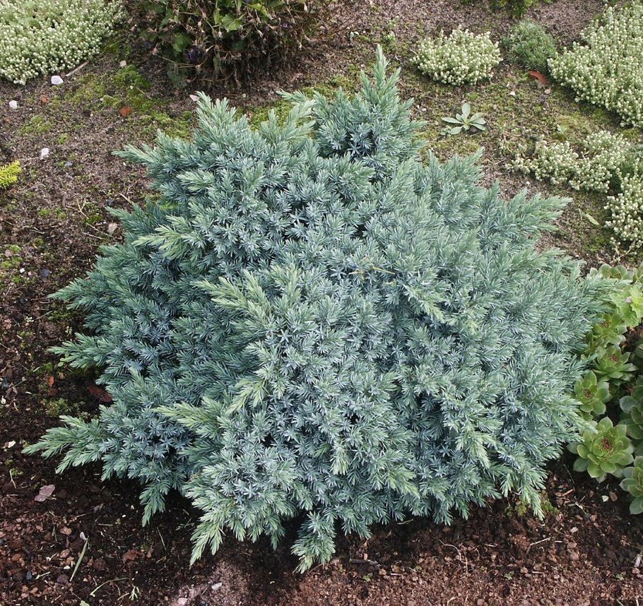 Можжевельник казацкий Блю карпет