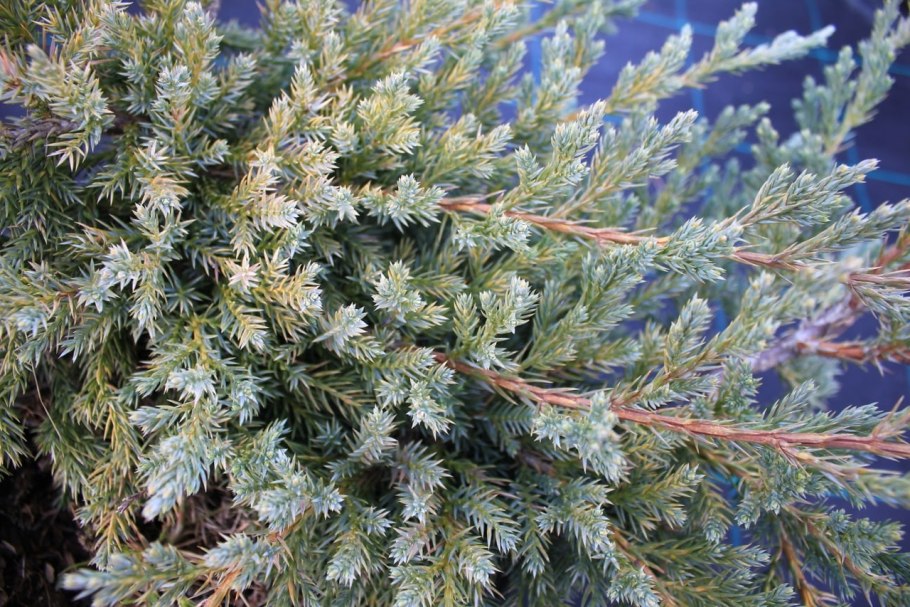 Можжевельник казацкий Блю карпет