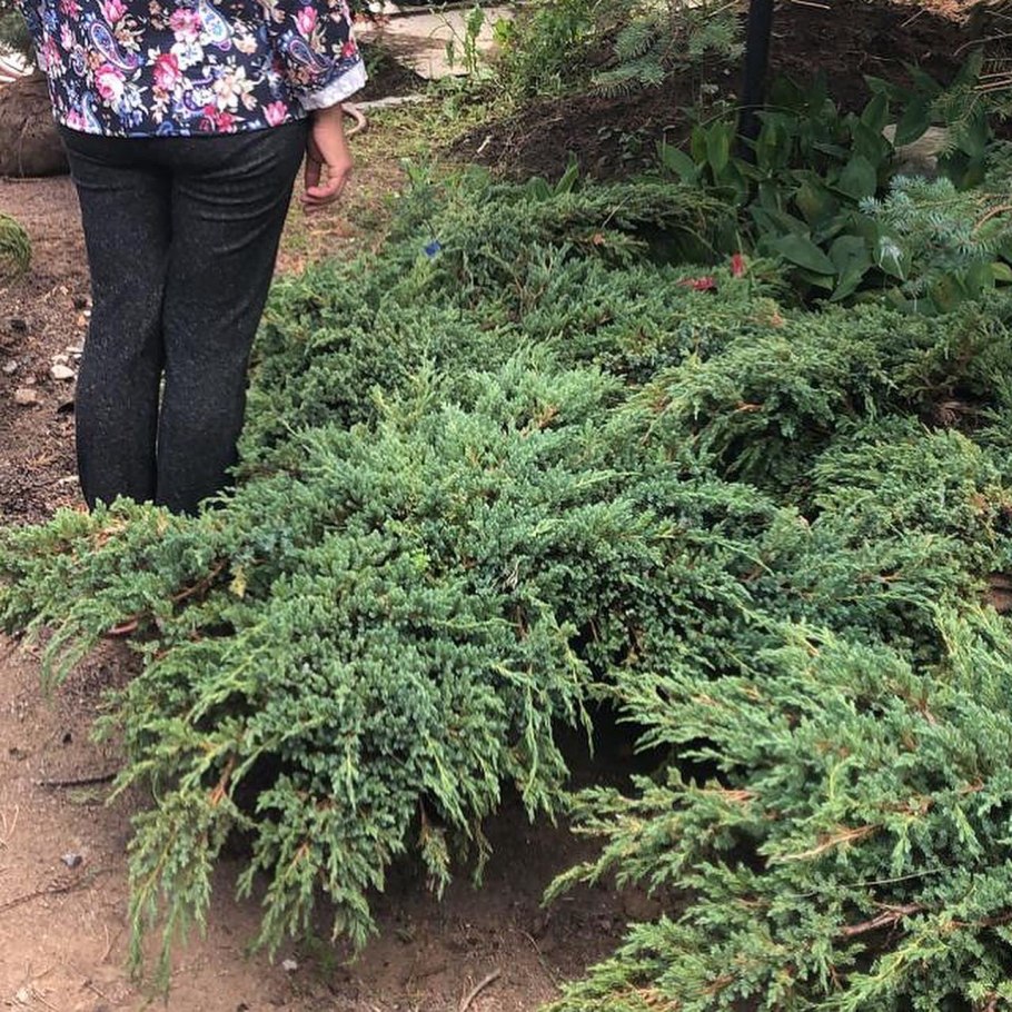 Juniperus squamata Blue Star