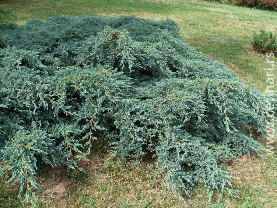 Можжевельник Блю свид