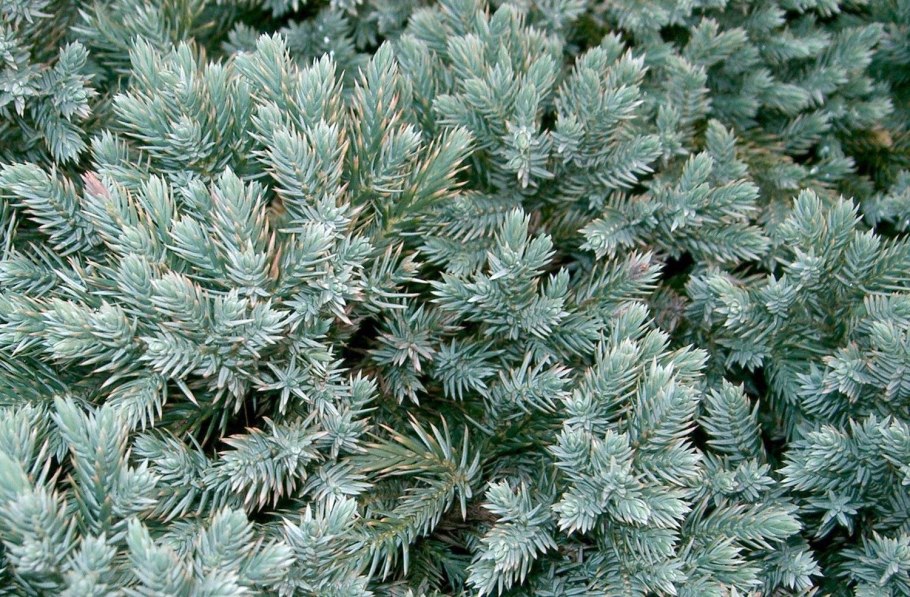 Можжевельник Скуамата Блю карпет